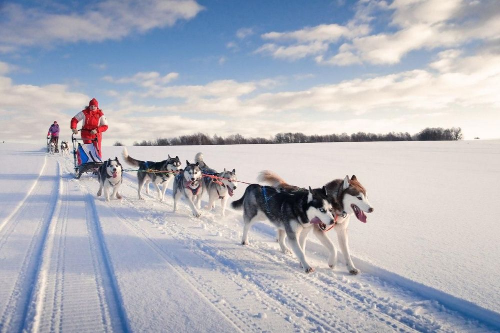 Катание на собаках хаски зимой в Карелии